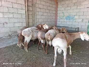 попугай волнистик: Продаю | Баран (самец) | Для разведения — 6