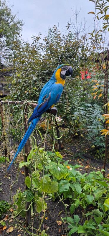 дом попугая: Ара синежёлтый (Blue-and-yellow Macaw) - Яркий крупный попугай с — 2