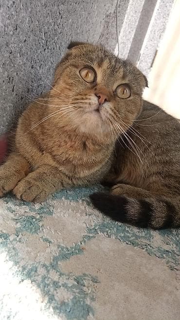 ориентал кошка: Шотландская вислоухая кошка (Scottish Fold) - Окрас — 2