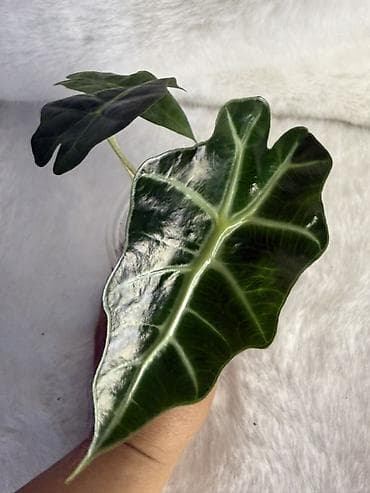 круглая: Алоказии — коллекционные комнатные растения Предлагаются алоказии с — 6