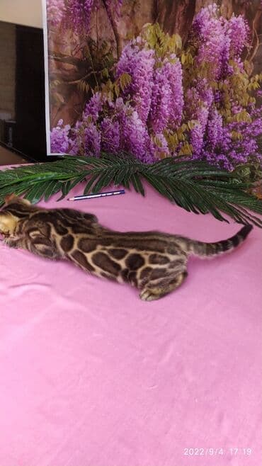 бенгальский леопардовый кот: Красивейшие Бенгальские котята с огромными розетками. Проф питомник — 14