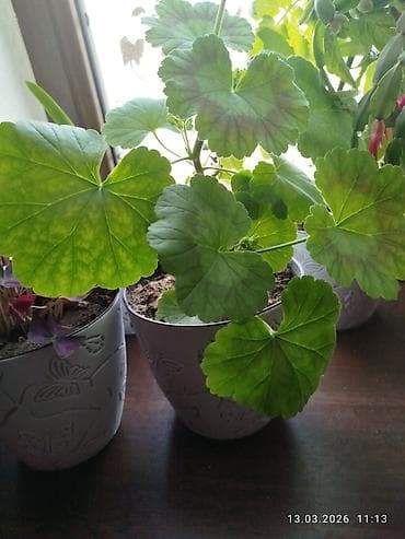 Бөлмө розалары: Антуриум (Anthurium andreanum) в горшке. - Эффектные восковидные — 2