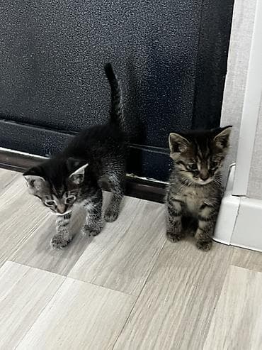 отдам породистых котят: Котёнок тигрового окраса. продаются обои один мальчик вторая девочка — 1
