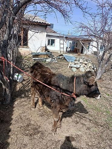 Коровы, быки: Продаю | Музоо, торпок — 2