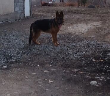 Ит кууту: Немецкая овчарка, кобель. Классический окрас: чёрная спина — 4