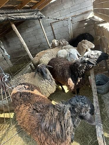 бараны аршан: Продаю | Овца (самка) | Для разведения | Матка — 7