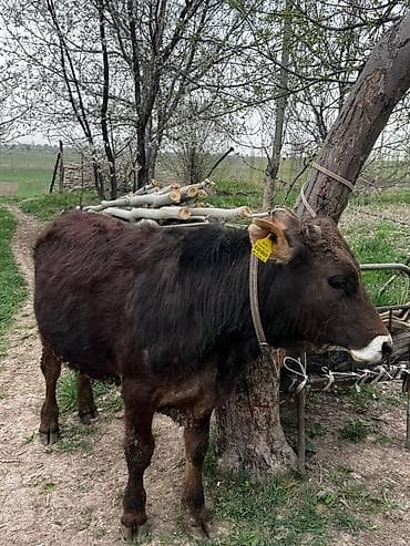 поилки крс: Продаю | Бык (самец) | На откорм | Привязанные — 3