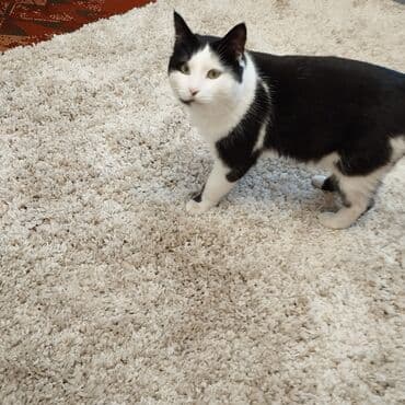 продажа домашних животных: Кошка даром: Беспородная, 4 года, Мальчик, Проглистована — 3