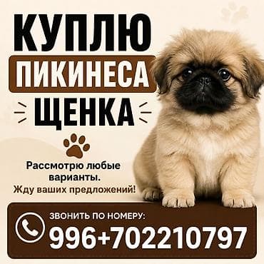 Куплю щенка породы пекинес. Интересуют любые варианты окраса и пола at lalafo.kg Куплю щенка породы пекинес. Интересуют любые варианты окраса и пола