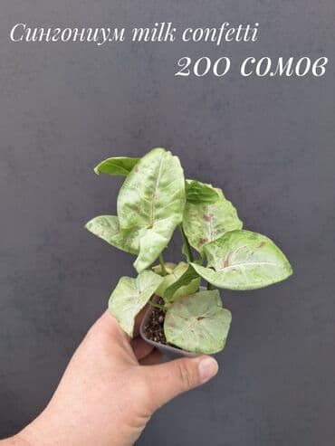 живые растения в аквариум купить: Комнатные растения, цветы (молодые растения, взрослые экземпляры). Не — 22