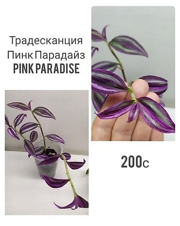 саженцы в оше: Комнатные растения: традесканция Пинк Парадайз (Pink Paradise) — 2