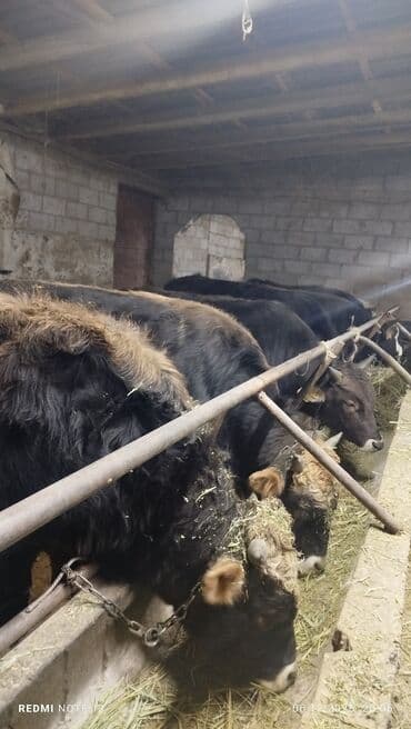 купить собаку маленькой породы: Продаю | Бык (самец) | Полукровка | На откорм | Привязанные — 4