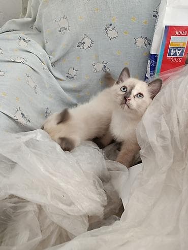 ph down: Кошка даром: Рэгдолл, Девочка — 5