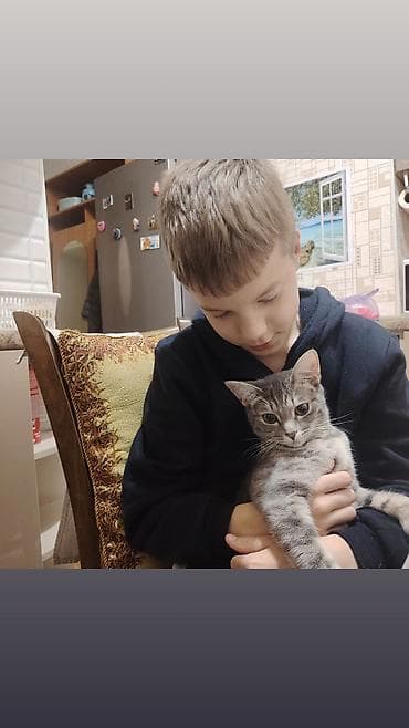 персидская кошка цена: Кошка даром: Беспородная, Девочка, Приучена к лотку — 5