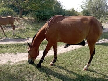 Продаю | Кобыла (самка)