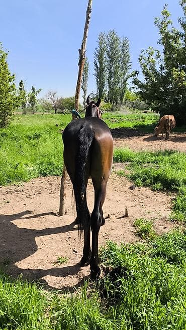 Продаю | Жеребенок | Конный спорт | Племенные