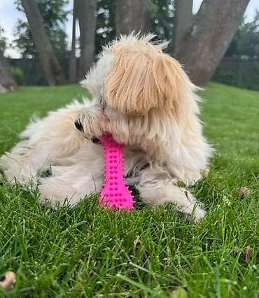 корал: Набор для домашних животных: поводок с колокольчиком + резиновая — 3