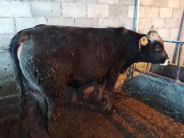 сколько стоит сиамские кошки: Продаю | Бык (самец) | На откорм | Осеменитель — 4