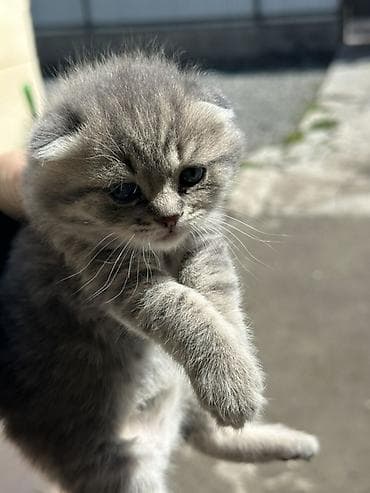 неделю: Шотландский вислоухий котёнок (Scottish Fold) - Окрас: серебристый — 2