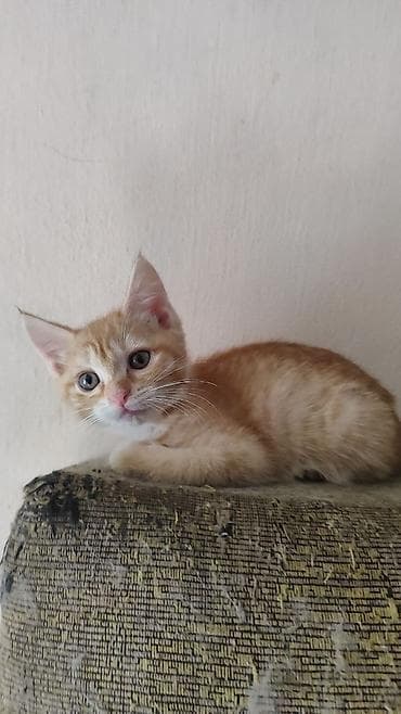 scottish fold: Котята в добрыеответственные руки. Рыжий мальчик,другая девочка — 2