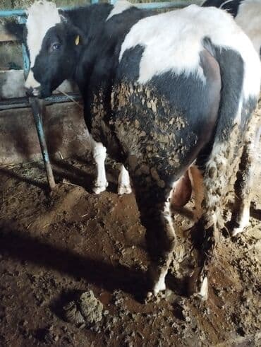 дом животных: Продаю | Бык (самец) | На откорм | Привязанные — 1