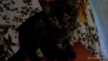 шотландская кошка скоттиш страйт: Сиамская, 3 месяца, Мальчик, Приучена к лотку — 2