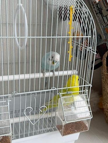 утки с утятами: Продаю попугая — 2