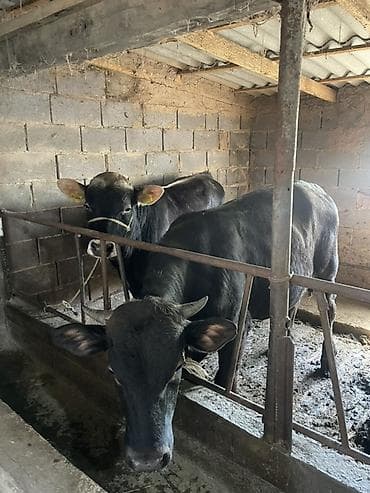 Продаю | Бык (самец) | На откорм | Привязанные at lalafo.kg Продаю | Бык (самец) | На откорм | Привязанные