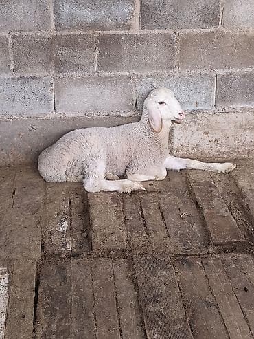 Продаю | Ягненок | Для разведения | Племенные at lalafo.kg Продаю | Ягненок | Для разведения | Племенные