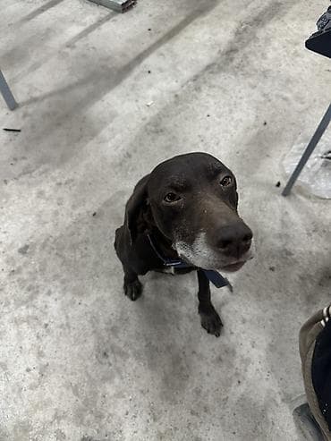 охотничый собака: Продаю охотоничья собака курцхаар Сука ласковая без агрессии послушная — 1