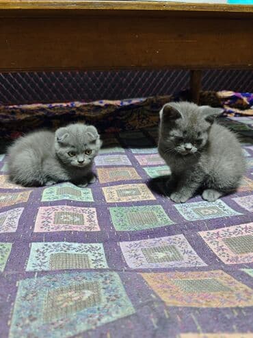 собачий домик: Скотишстрайт - Породные черты: плотный плюшевый мех, круглые — 4