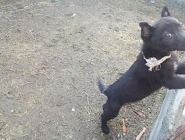 ит мал айдаган: Ит бекер берилет: Бельгия овчаркасы, 2 айлык, Эркек, Эмделген — 6