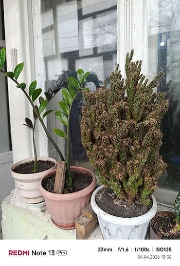 молочай: Молочай, высота 125 см. Доллар высота около 60 см Скала около 60 — 2