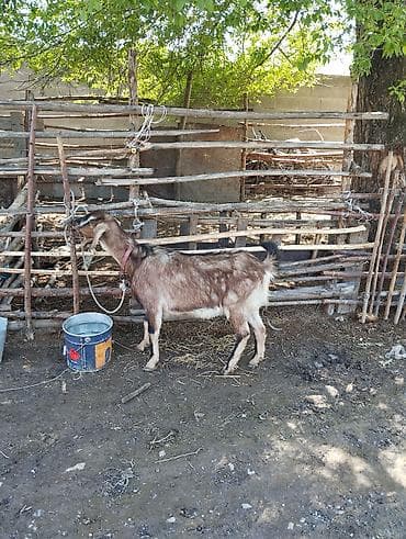 pro plan: Продаю | Козёл (самец) | Для разведения | Осеменитель — 2