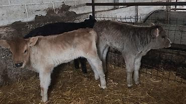 цена тюк: Продаю | Бык (самец) | Швицкая | На откорм, Для разведения | Искусственник — 7