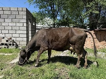 корова с теленкам: Продаю | Корова (самка) | Для молока | Привязанные — 5