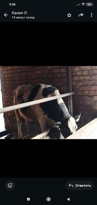 Продаю | Тёлка | Для молока | Искусственник