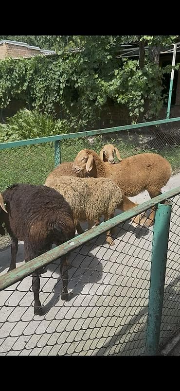 С/х животные и товары: Продаю | Овца (самка), Ягненок | Гиссарская, Полукровка, Долан | На забой, Для разведения, Для шерсти | Матка, Ярка — 2