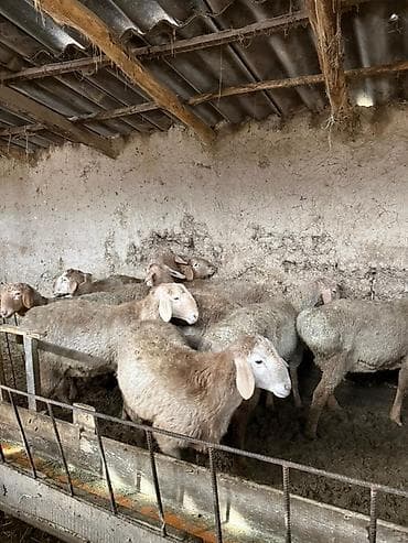 баран купить бишкек: Продаю | Ягненок | На забой | Ярка — 3