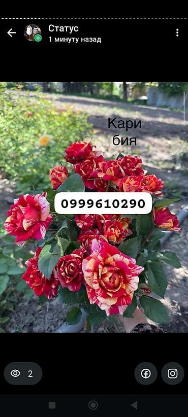 штамбовые розы: Саженцы цветка: Розы, Платная доставка — 4