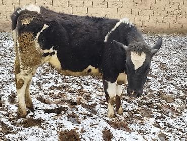 племенные бычки: Продаю | Бык (самец), Тёлка | Для разведения — 2