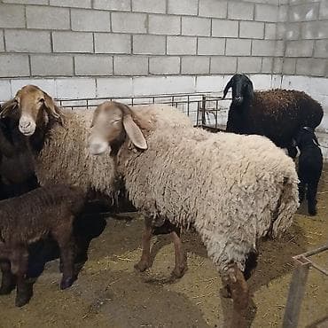 байтал ургачы: Продаю | Овца (самка) | Полукровка | Для разведения | Матка — 1
