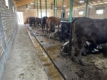 коровы породистые: Продаю | Корова (самка) | Для молока | Нетель — 9