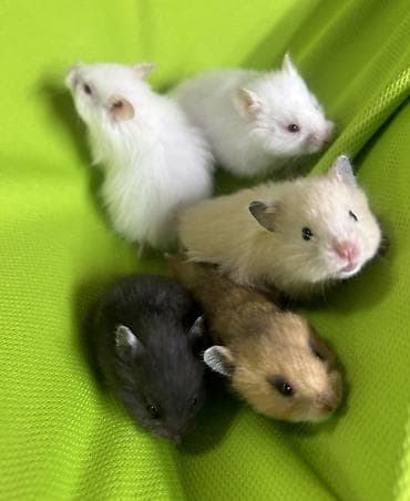 сирийские хомячки: Продаются хомячки джунгарские, сирийские, ангорские пушистые хомячки — 6