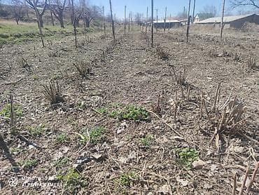 драгон фрукт: Саженцы малины (после обрезки на плодоношение) сорт полька - Сортовой — 1