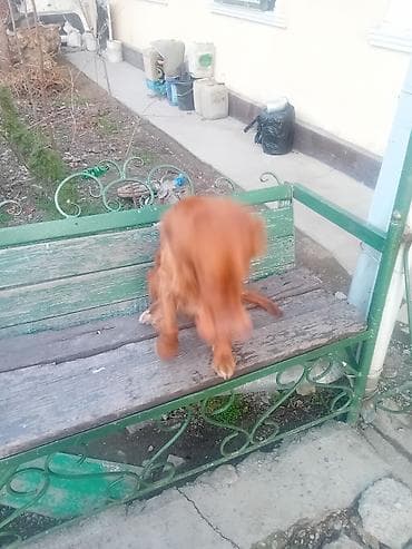 хаски щенята: Порода: собака средних размеров, длинношерстная, рыжего окраса — 1