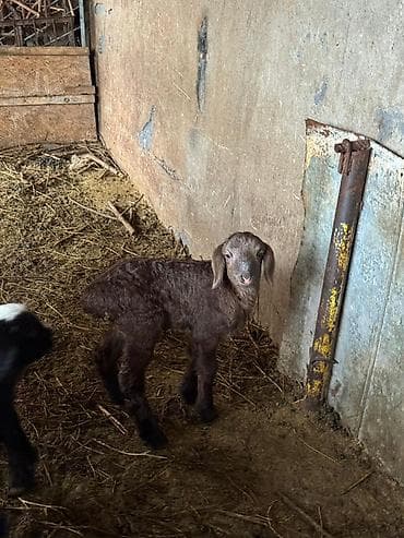 Кошки: Продаю | Овца (самка) | Романовская | Для разведения | Матка — 4