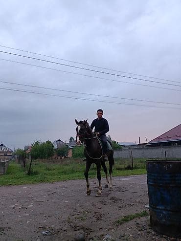 продажа страусов: Продаю | Конь (самец) | Конный спорт — 4