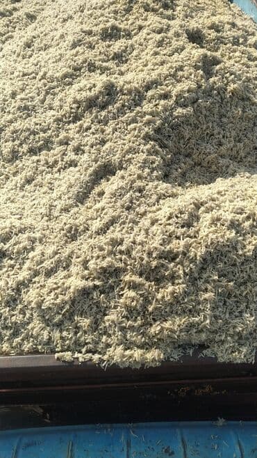 животные для дома: Жом Жом Жом — 1