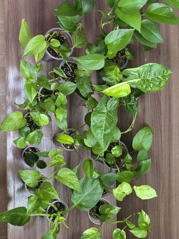 продаю цветок: В продаже большие филолендроны,бурле макс 2500 сом, Дольчатый и грей — 10